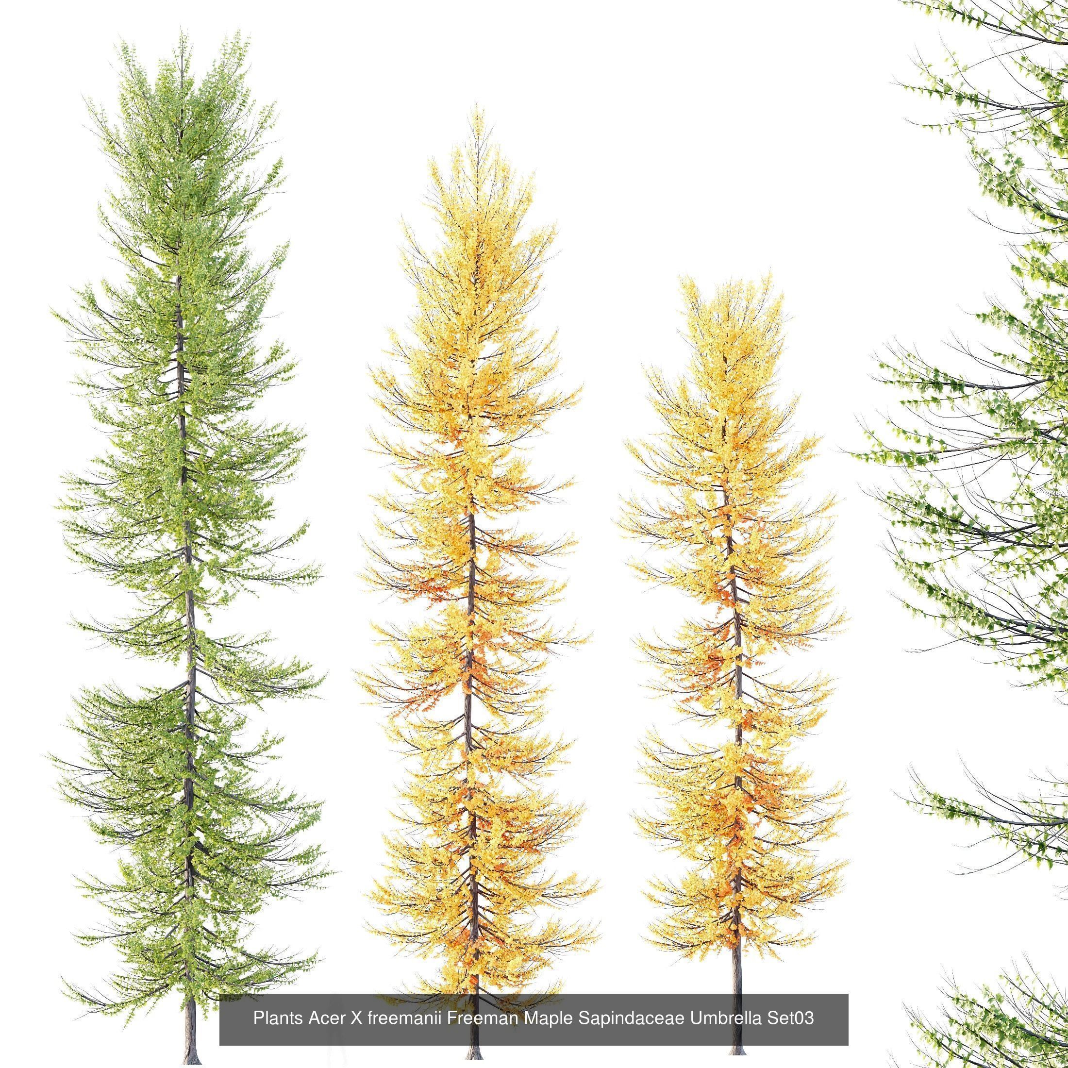 6 Different SETS of Tree SET VOL120 3D Model Collection_3