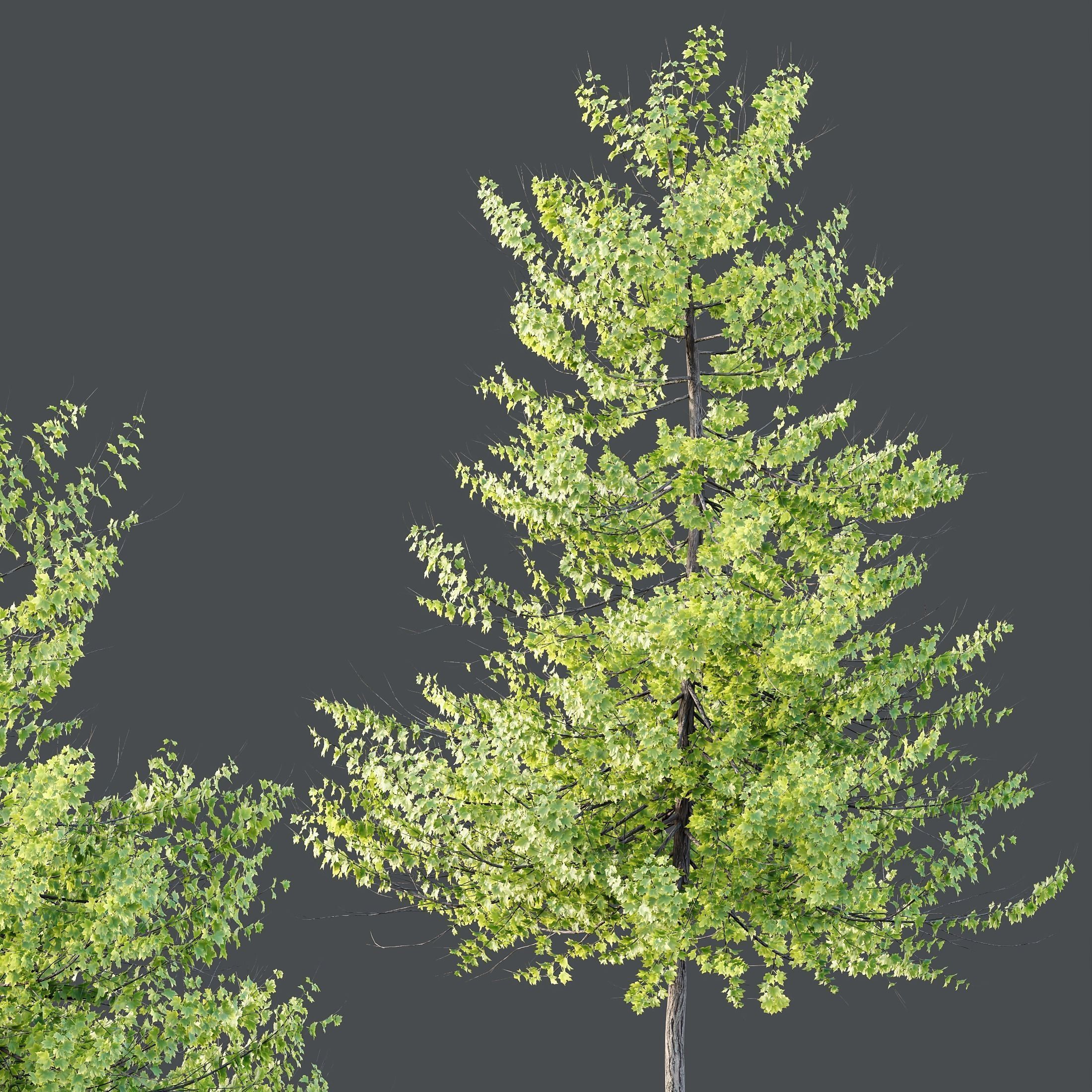 6 Different SETS of Tree SET VOL120 3D Model Collection_10