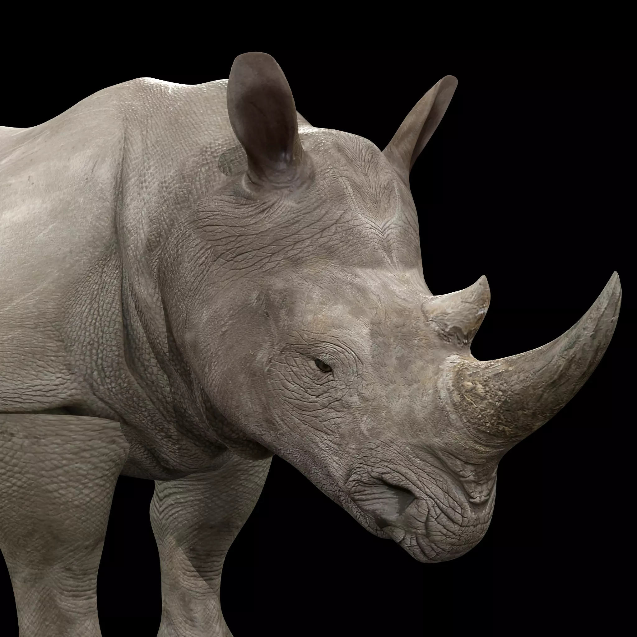 Rhinoceros Rigged Low-poly 3D model