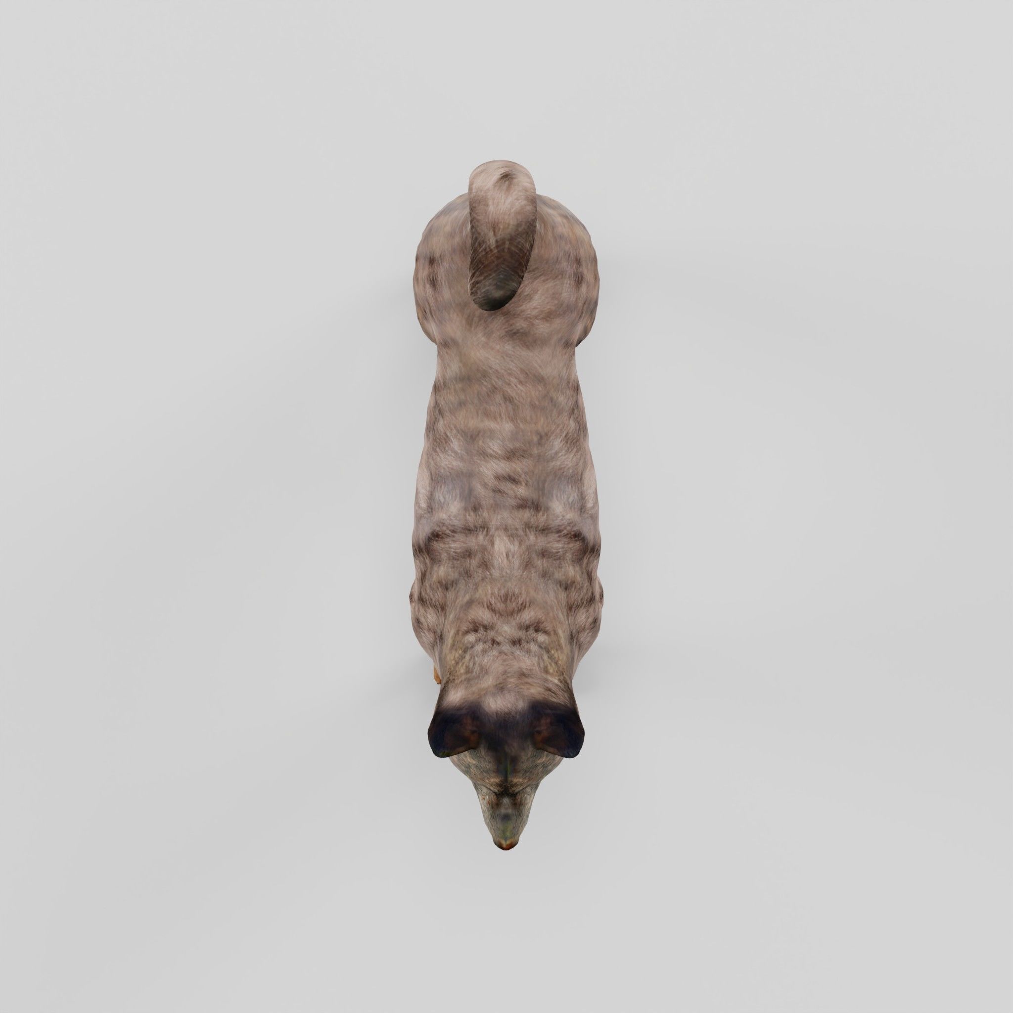 Kai Ken Tora Inu Dog Breed 3D model_5