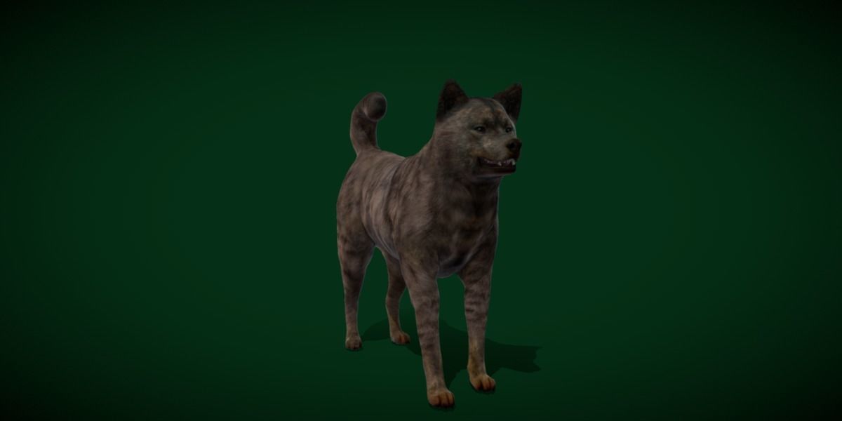Kai Ken Tora Inu Dog Breed 3D model_20