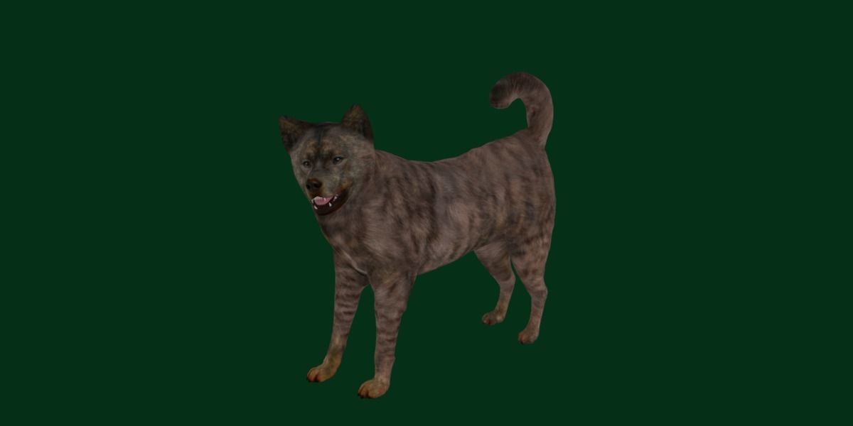 Kai Ken Tora Inu Dog Breed 3D model_18