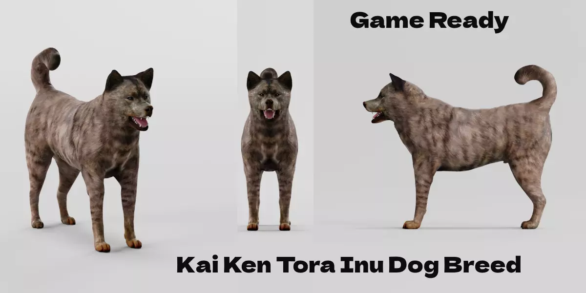 Kai Ken Tora Inu Dog Breed 3D model_0