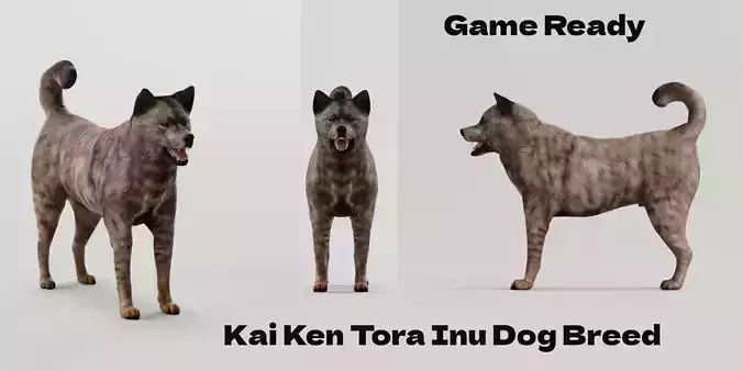 Kai Ken Tora Inu Dog Breed