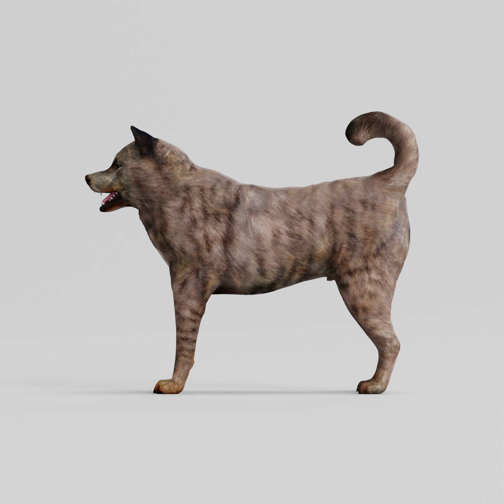 Kai Ken Tora Inu Dog Breed 3D model_4