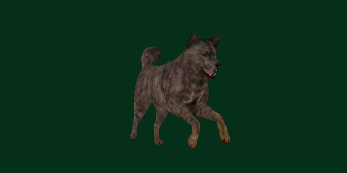 Kai Ken Tora Inu Dog Breed 3D model_15