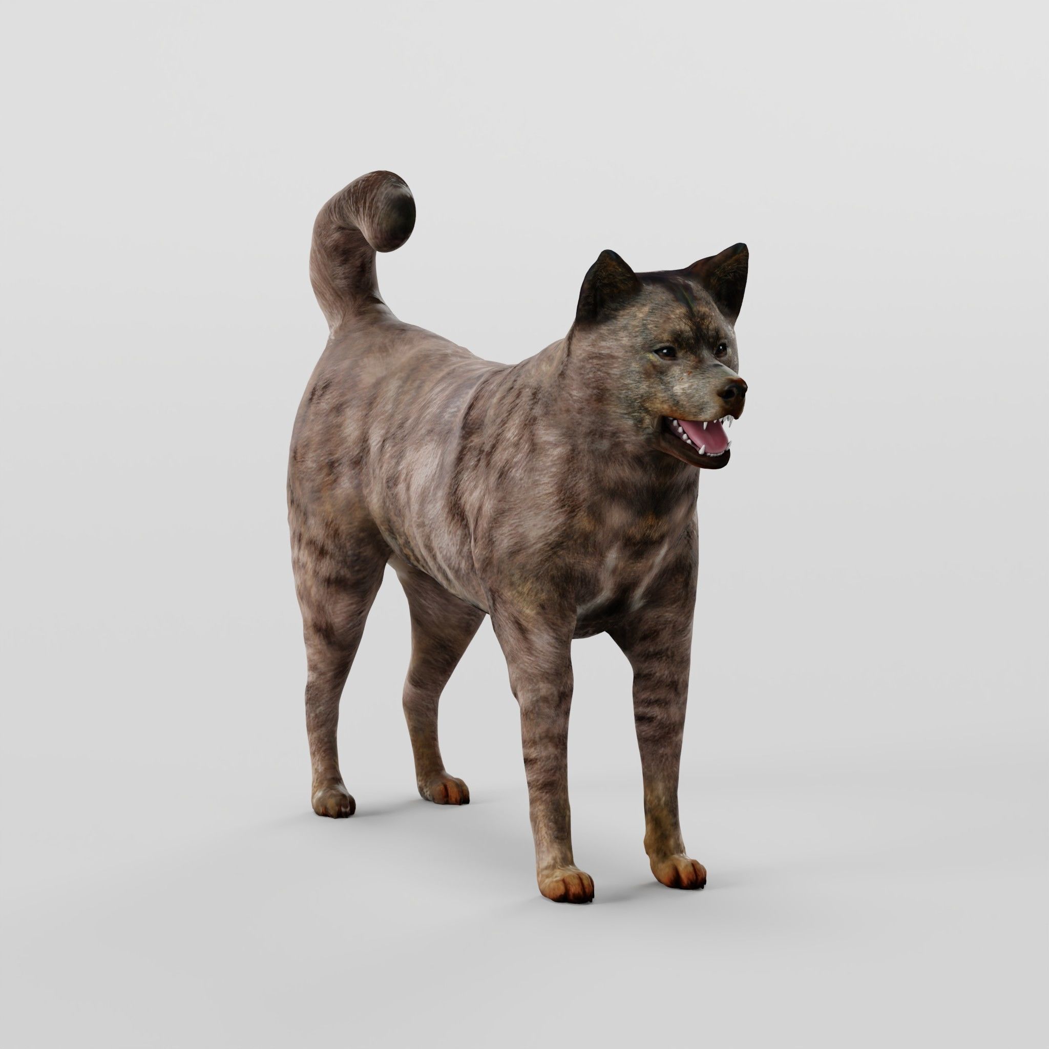 Kai Ken Tora Inu Dog Breed 3D model_2