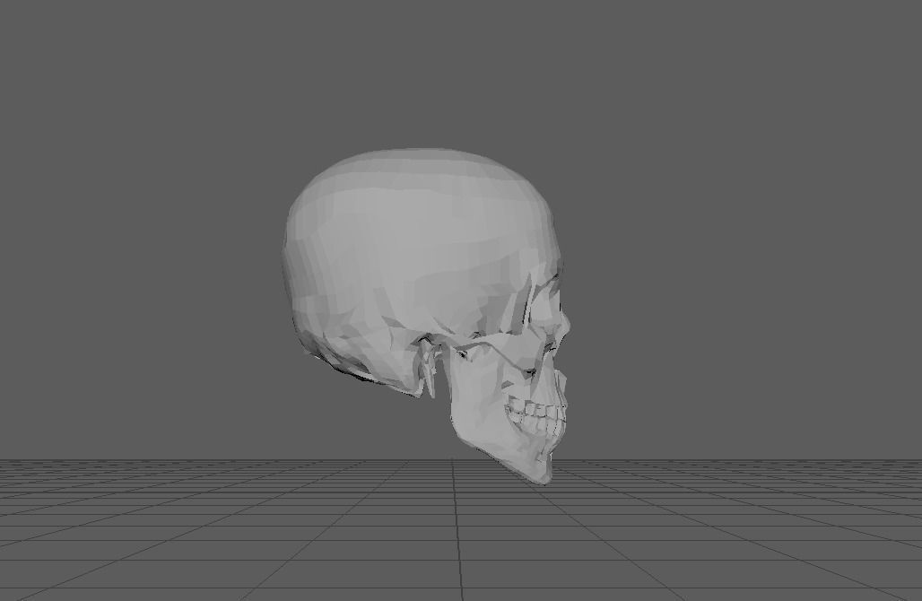 low-cost human skull replica Low-poly 3D model_2