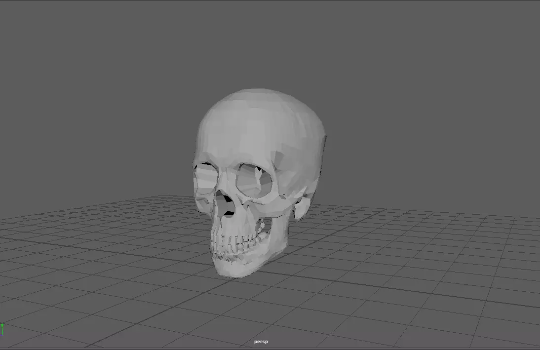 low-cost human skull replica Low-poly 3D model_0