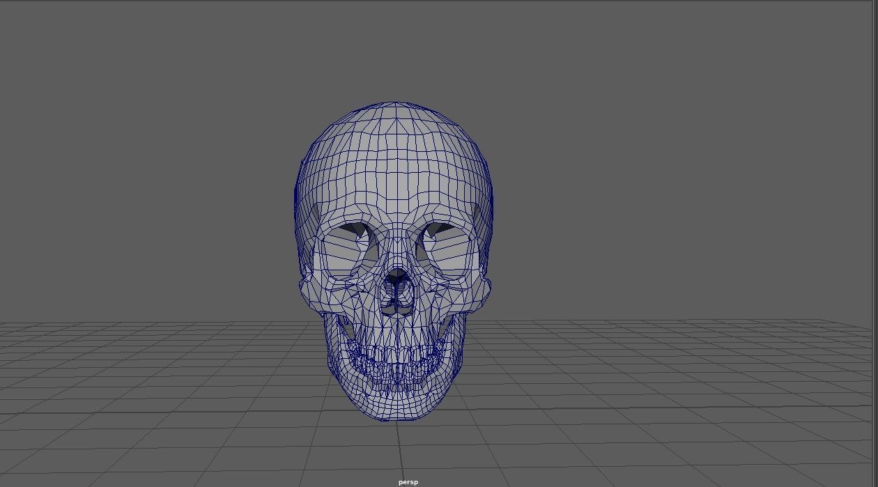 low-cost human skull replica Low-poly 3D model_4