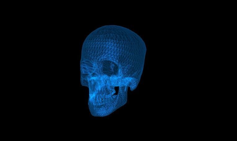 low-cost human skull replica Low-poly 3D model_5