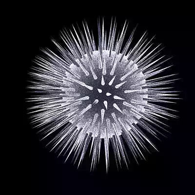 3 virus collection starburst 3D model