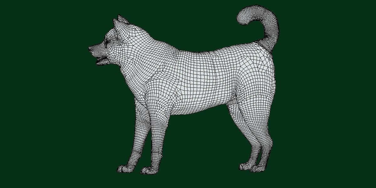 Shikoku Inu Dog Breed 3D model_5