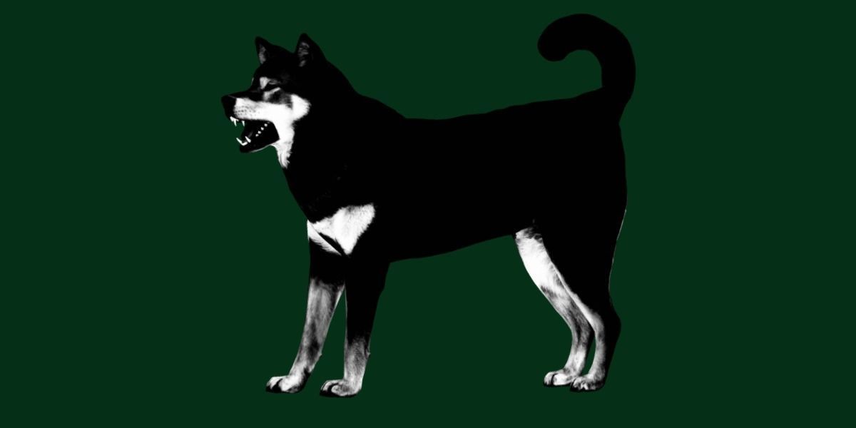 Shikoku Inu Dog Breed 3D model_16