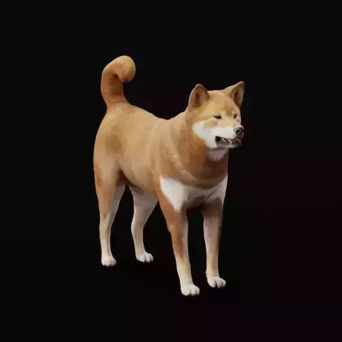 Shikoku Inu Dog Breed 3D model