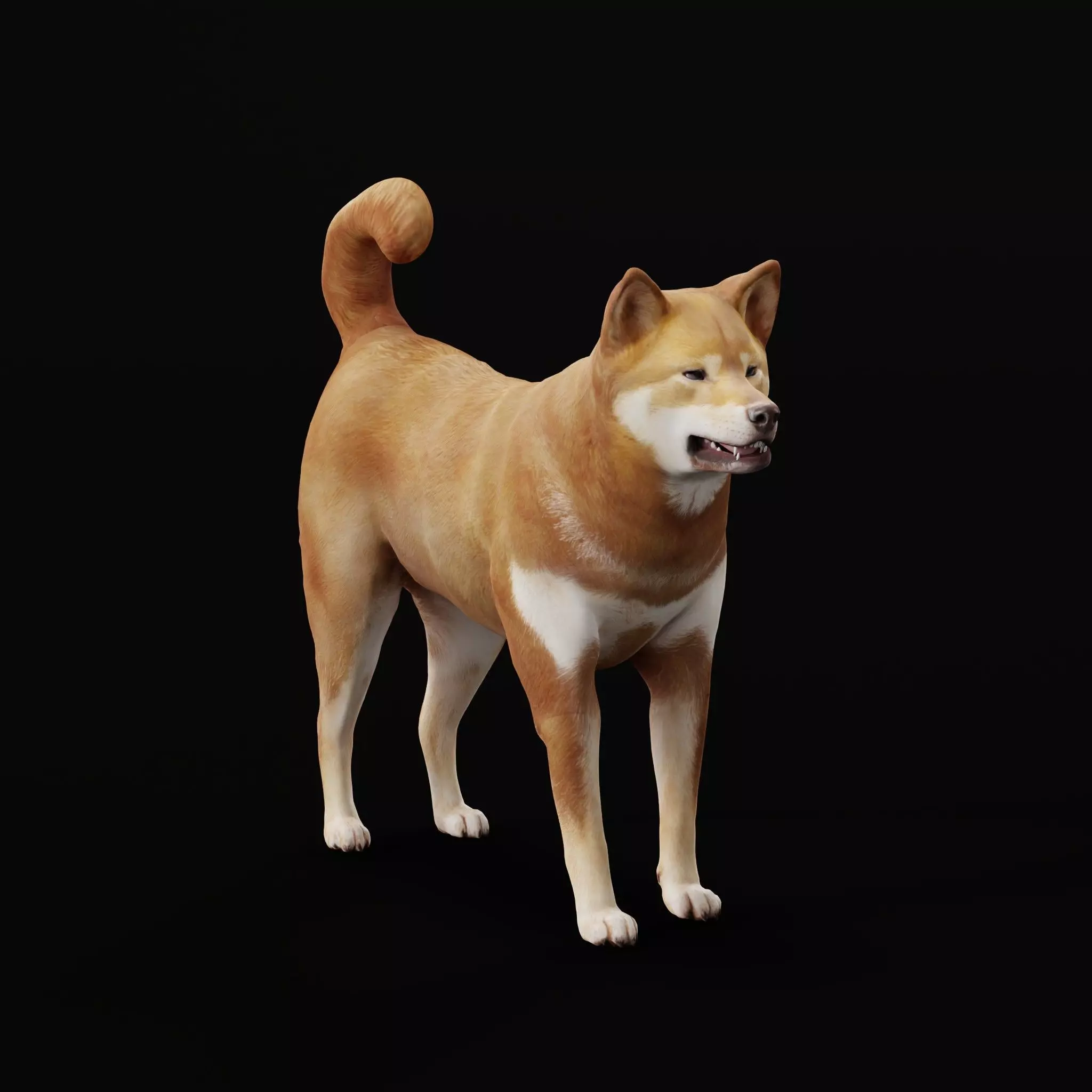 Shikoku Inu Dog Breed 3D model_0