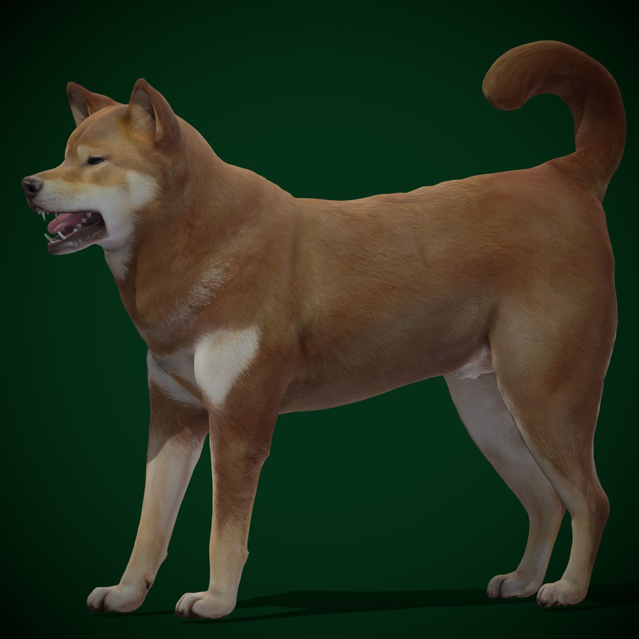Shikoku Inu Dog Breed 3D model_9