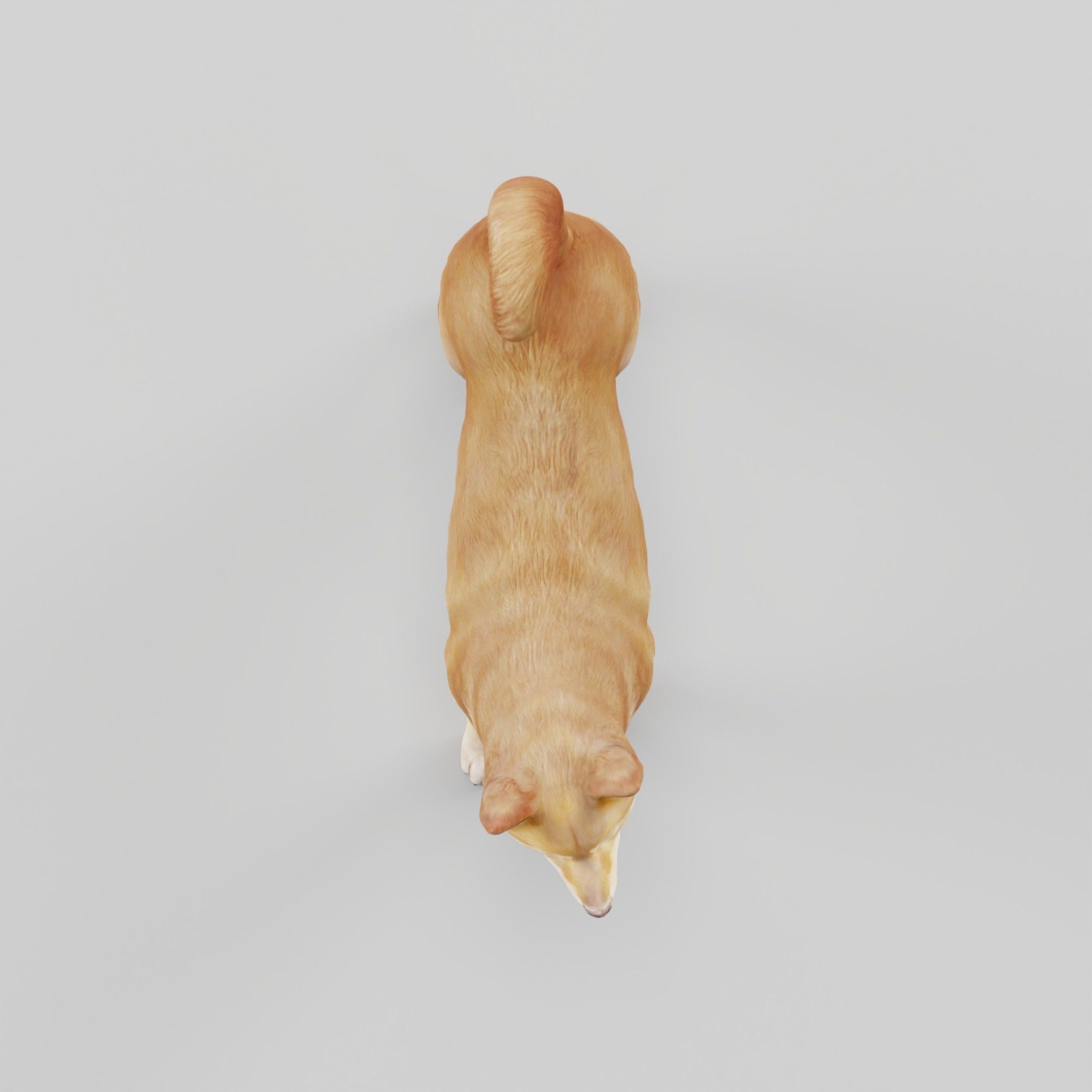 Shikoku Inu Dog Breed 3D model_22