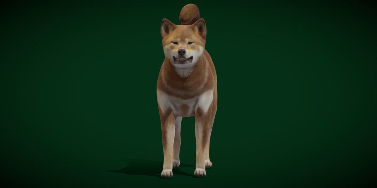 Shikoku Inu Dog Breed 3D model_3