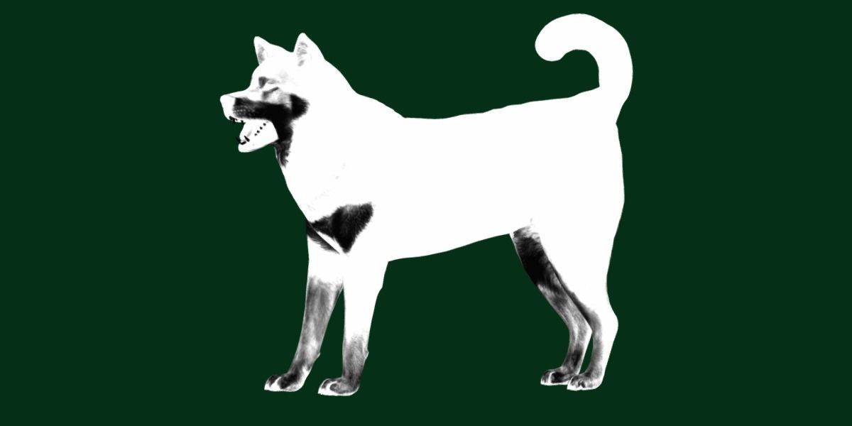Shikoku Inu Dog Breed 3D model_15