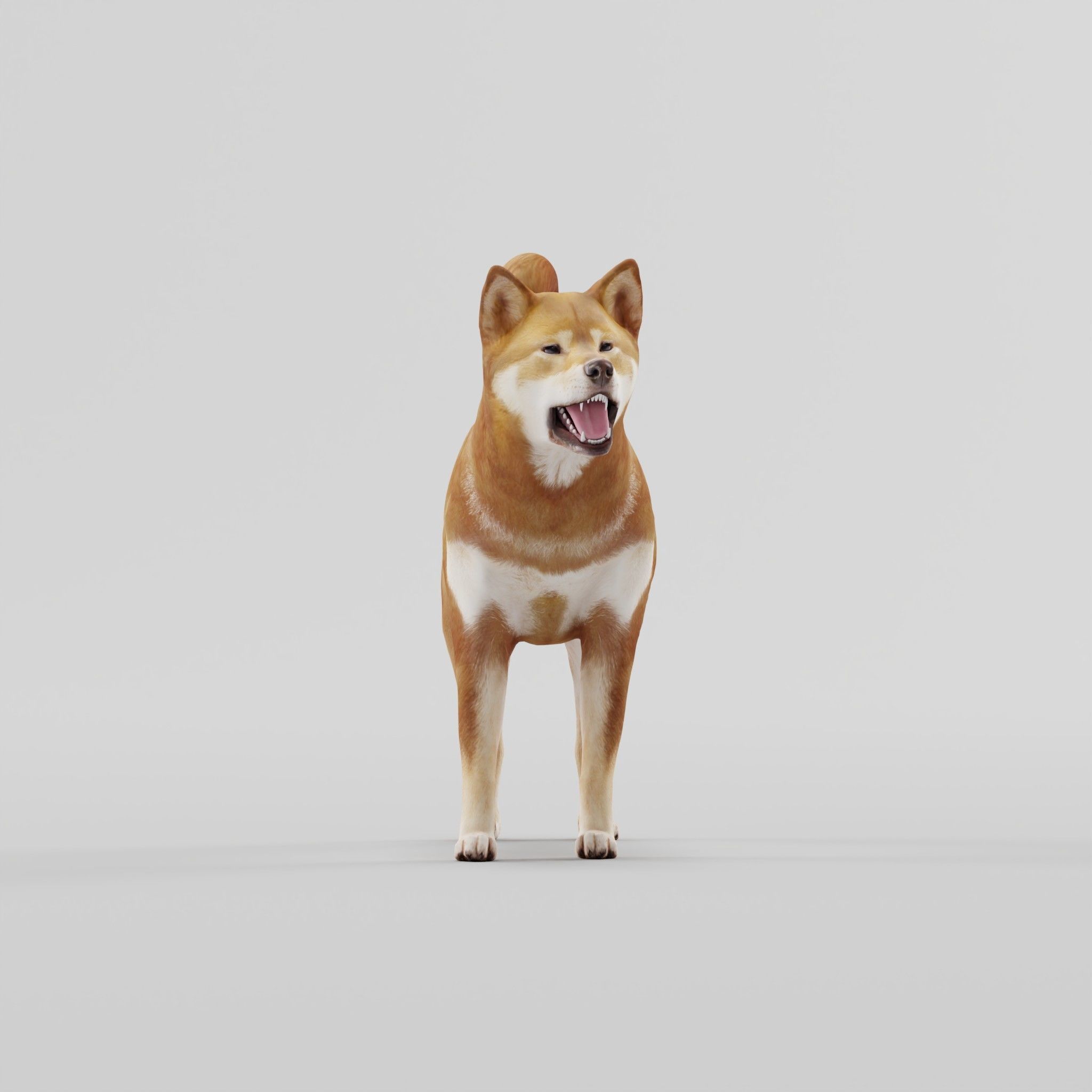 Shikoku Inu Dog Breed 3D model_19