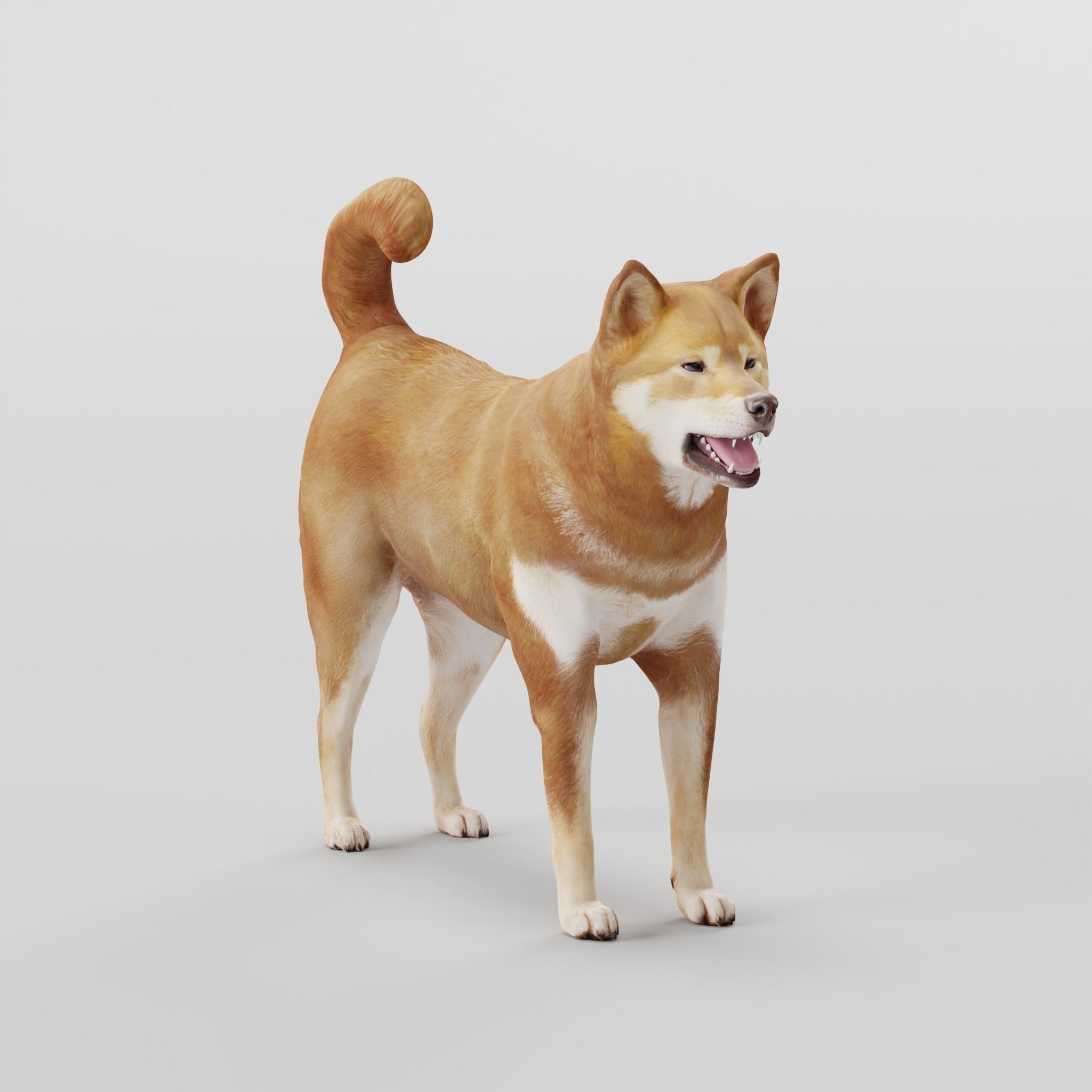 Shikoku Inu Dog Breed 3D model_23