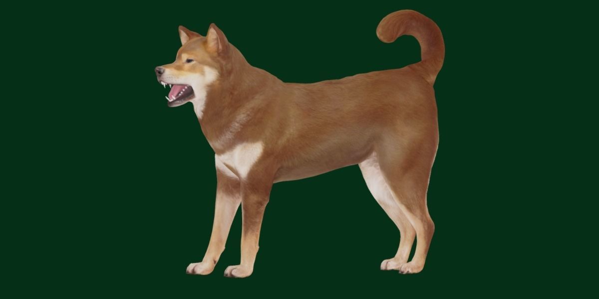 Shikoku Inu Dog Breed 3D model_13