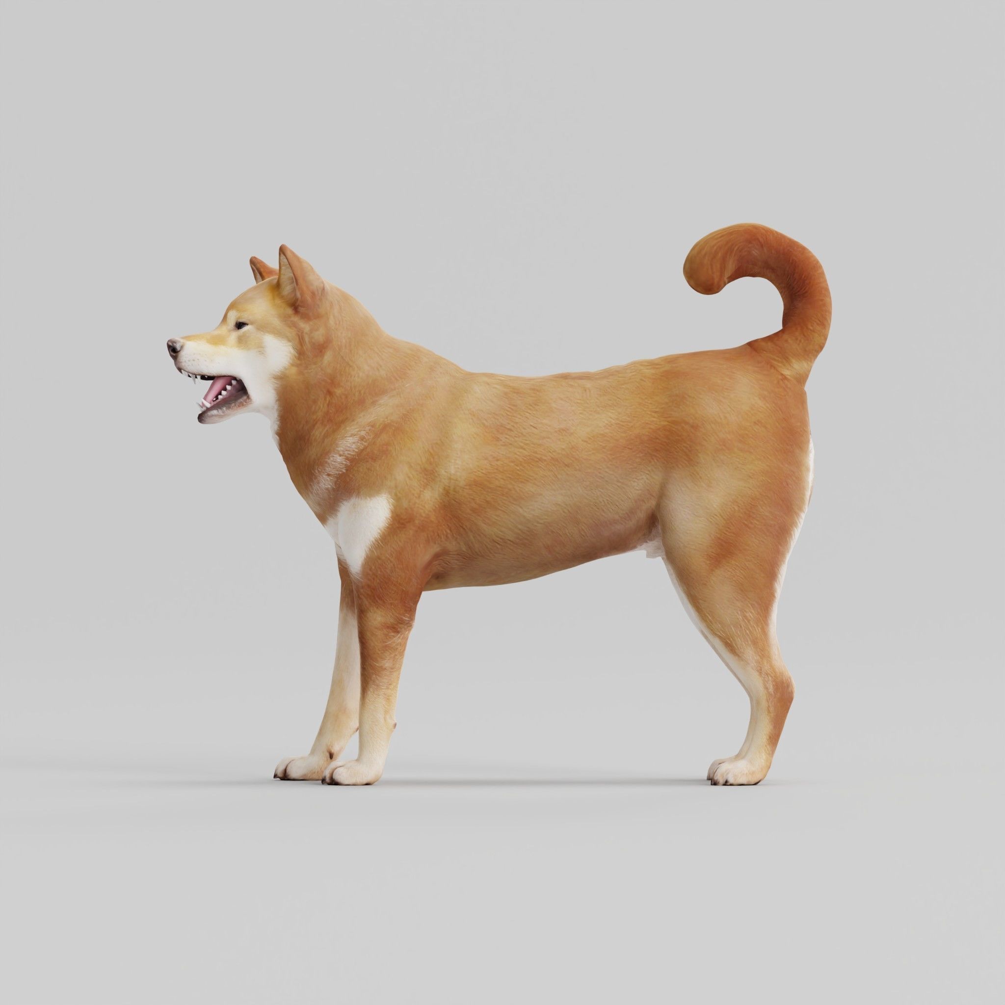 Shikoku Inu Dog Breed 3D model_21