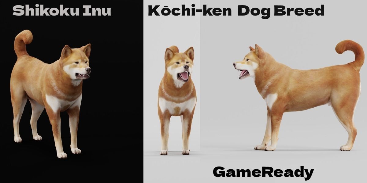 Shikoku Inu Dog Breed 3D model_2