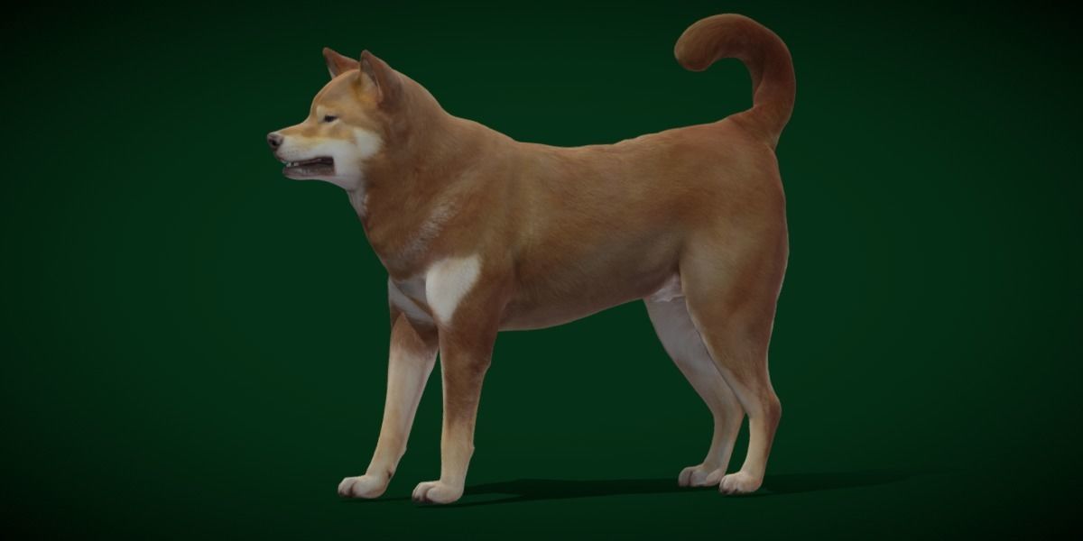 Shikoku Inu Dog Breed 3D model_18