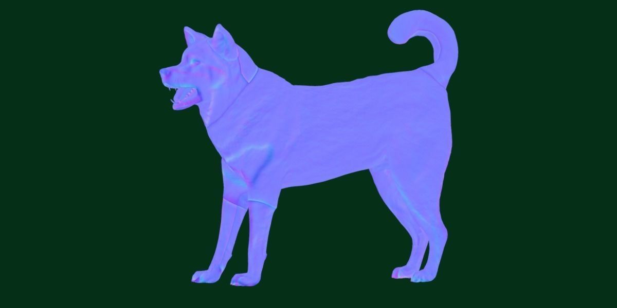 Shikoku Inu Dog Breed 3D model_14