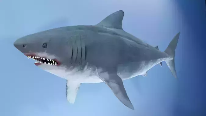 Shark 
