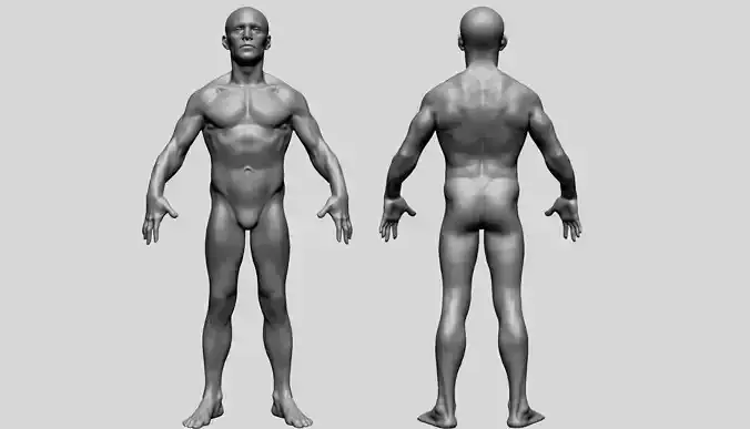 Male Anatomy D 3D model