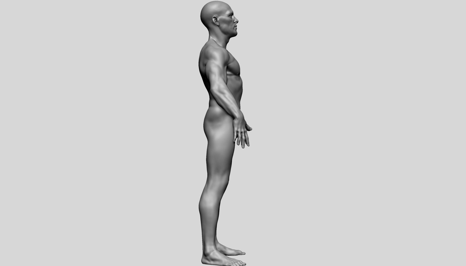 Male Anatomy D 3D model_5