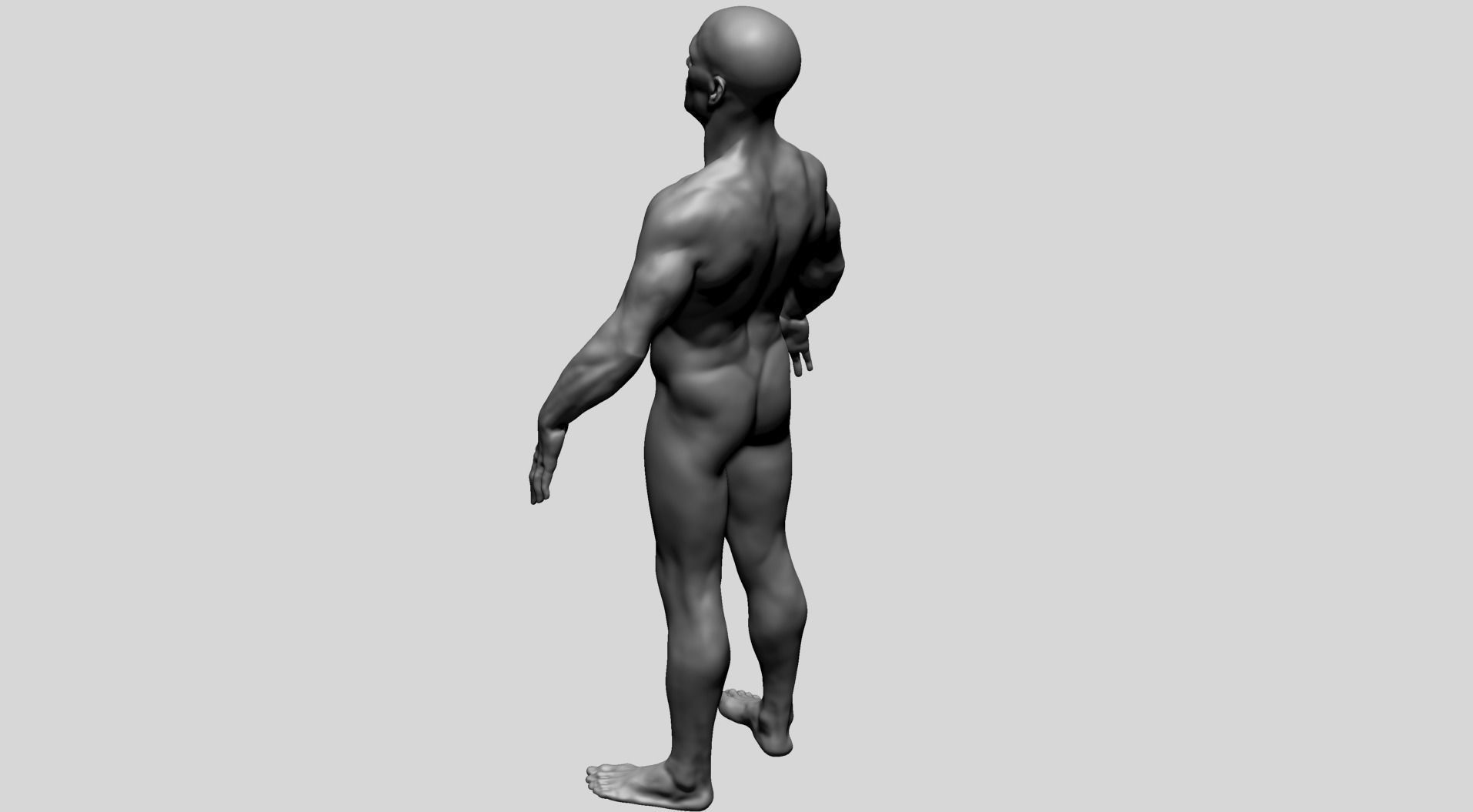 Male Anatomy D 3D model_8