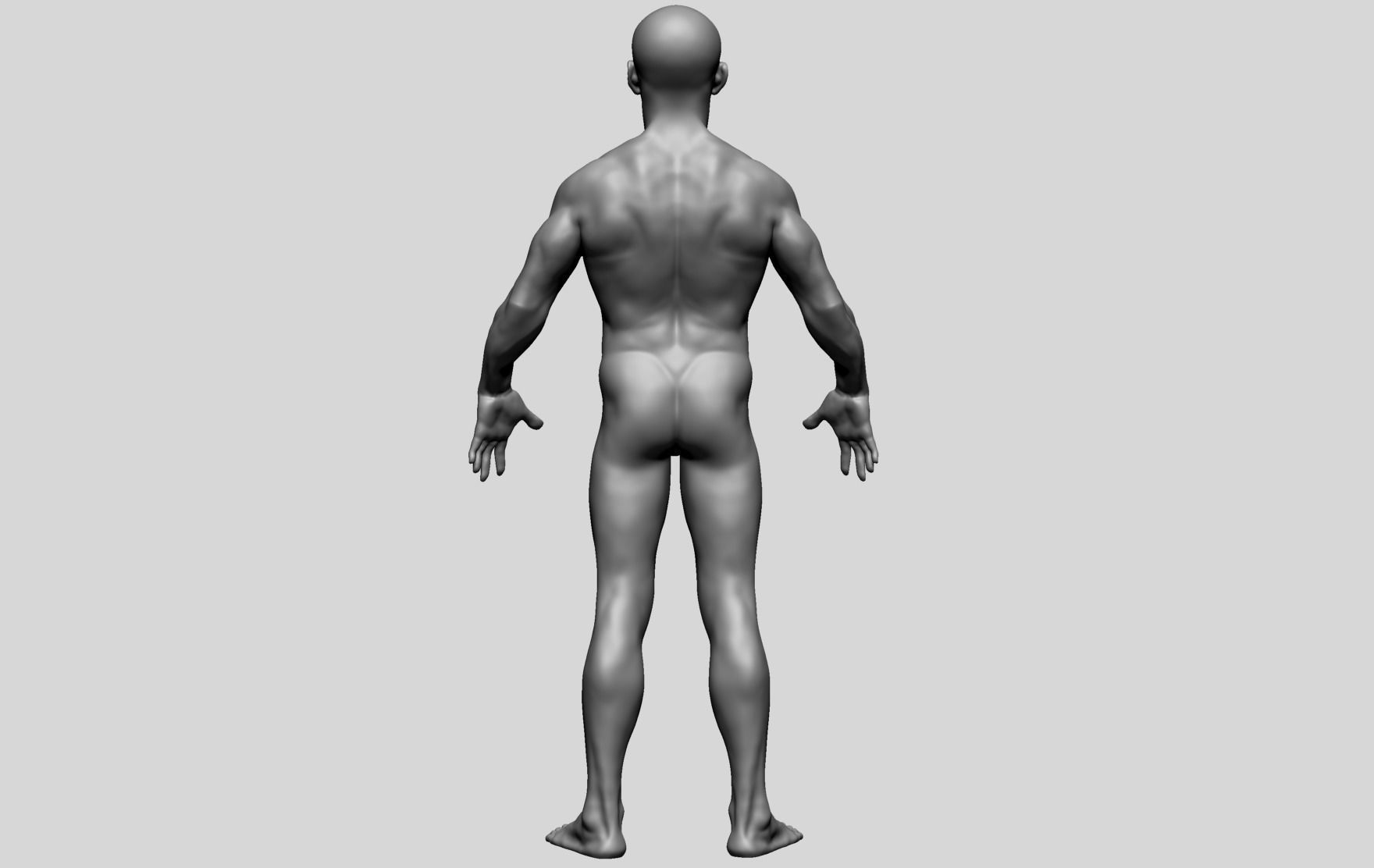 Male Anatomy D 3D model_2