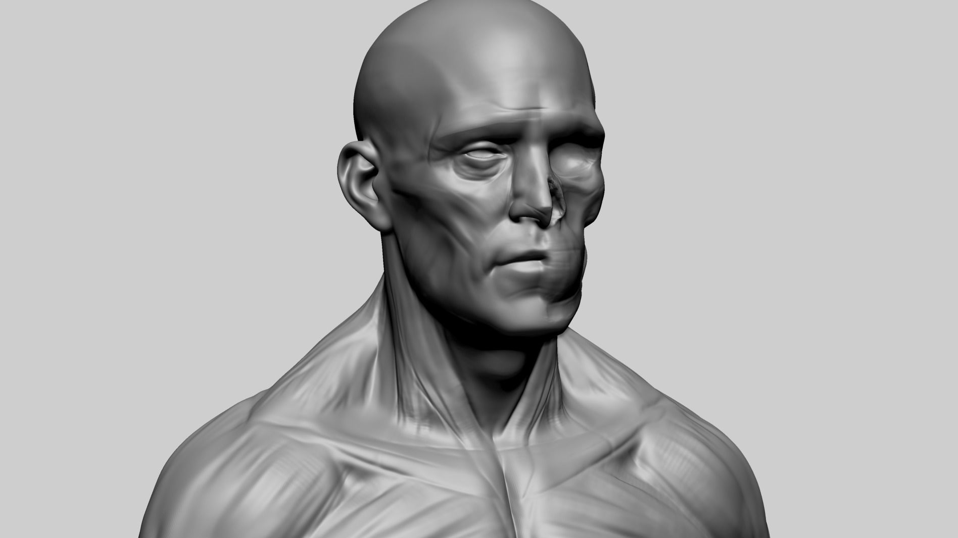 Male Anatomy E 3D model_10