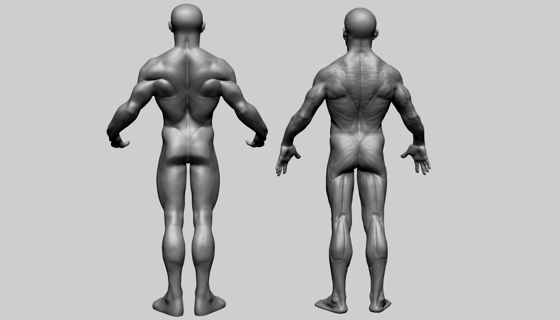 Male Anatomy E 3D model_1