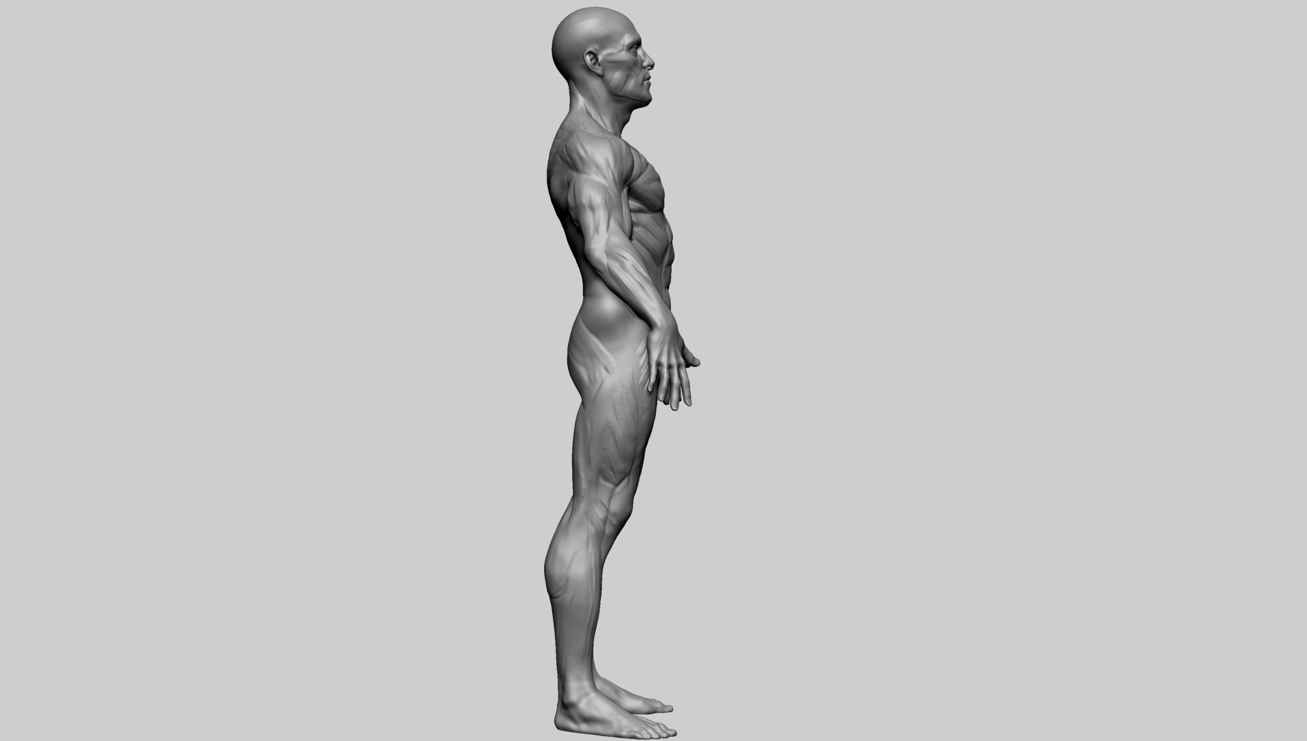 Male Anatomy E 3D model_4