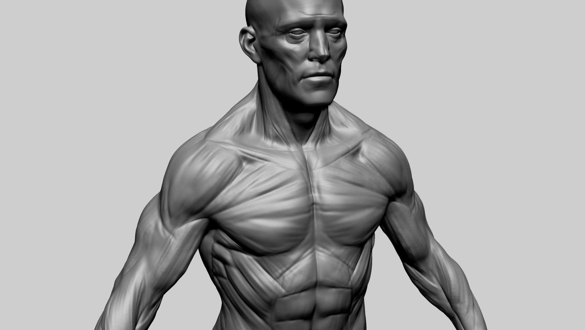 Male Anatomy E 3D model_8