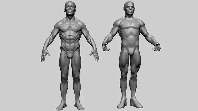 Male Anatomy E 3D model