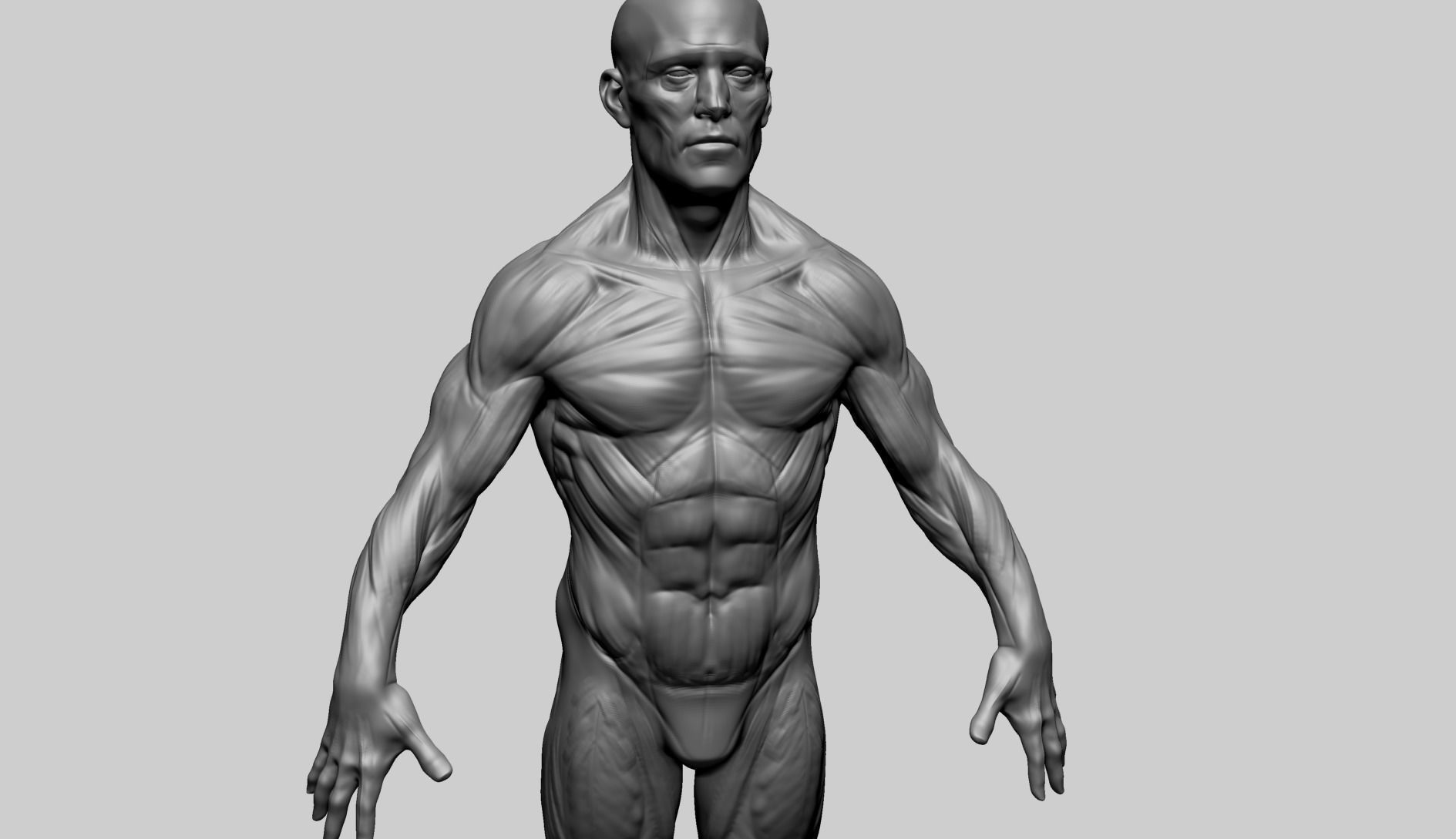 Male Anatomy E 3D model_7