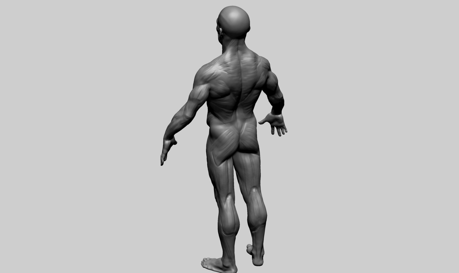 Male Anatomy E 3D model_6