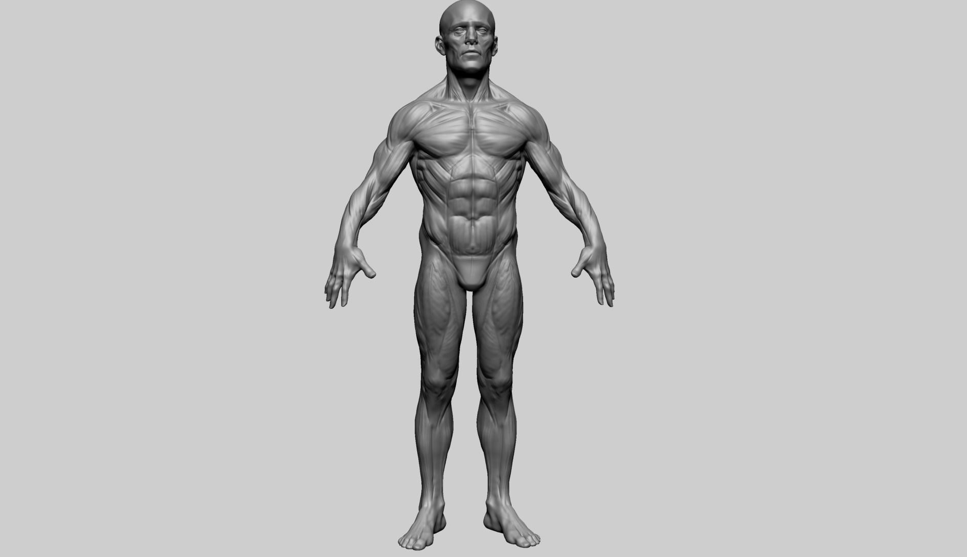 Male Anatomy E 3D model_2