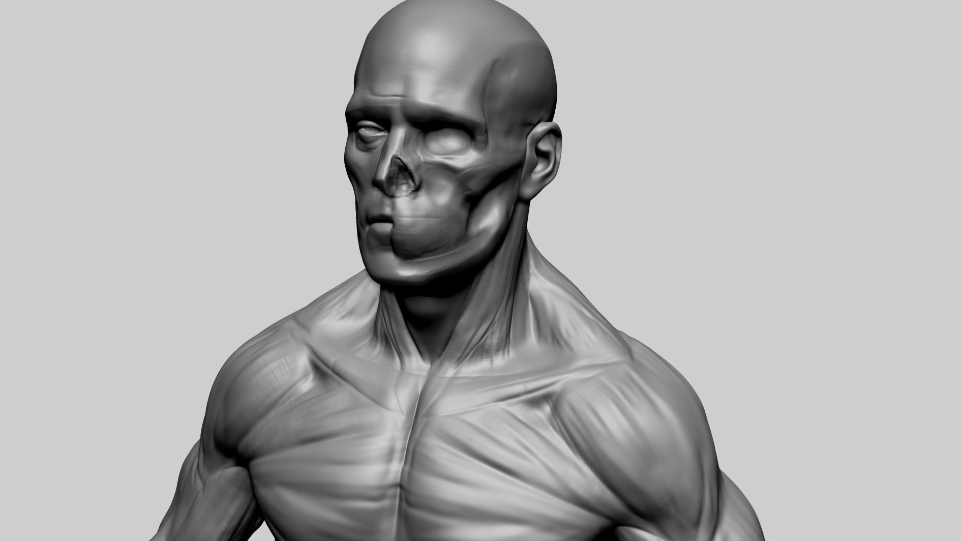 Male Anatomy E 3D model_9