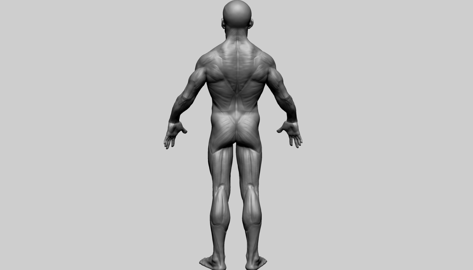 Male Anatomy E 3D model_5