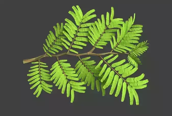 Leaf Model