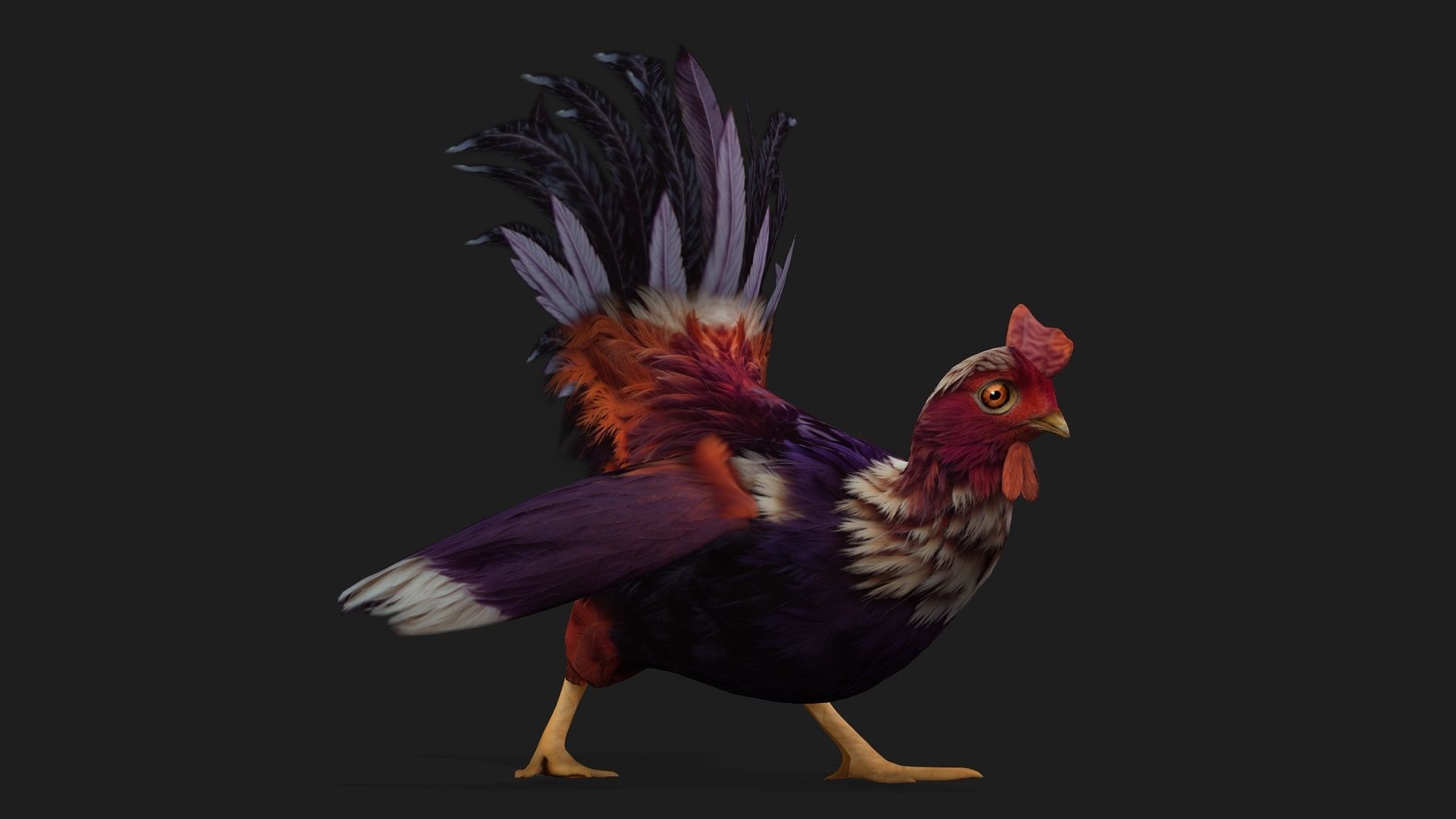 Chicken A6 Low-poly 3D model_9