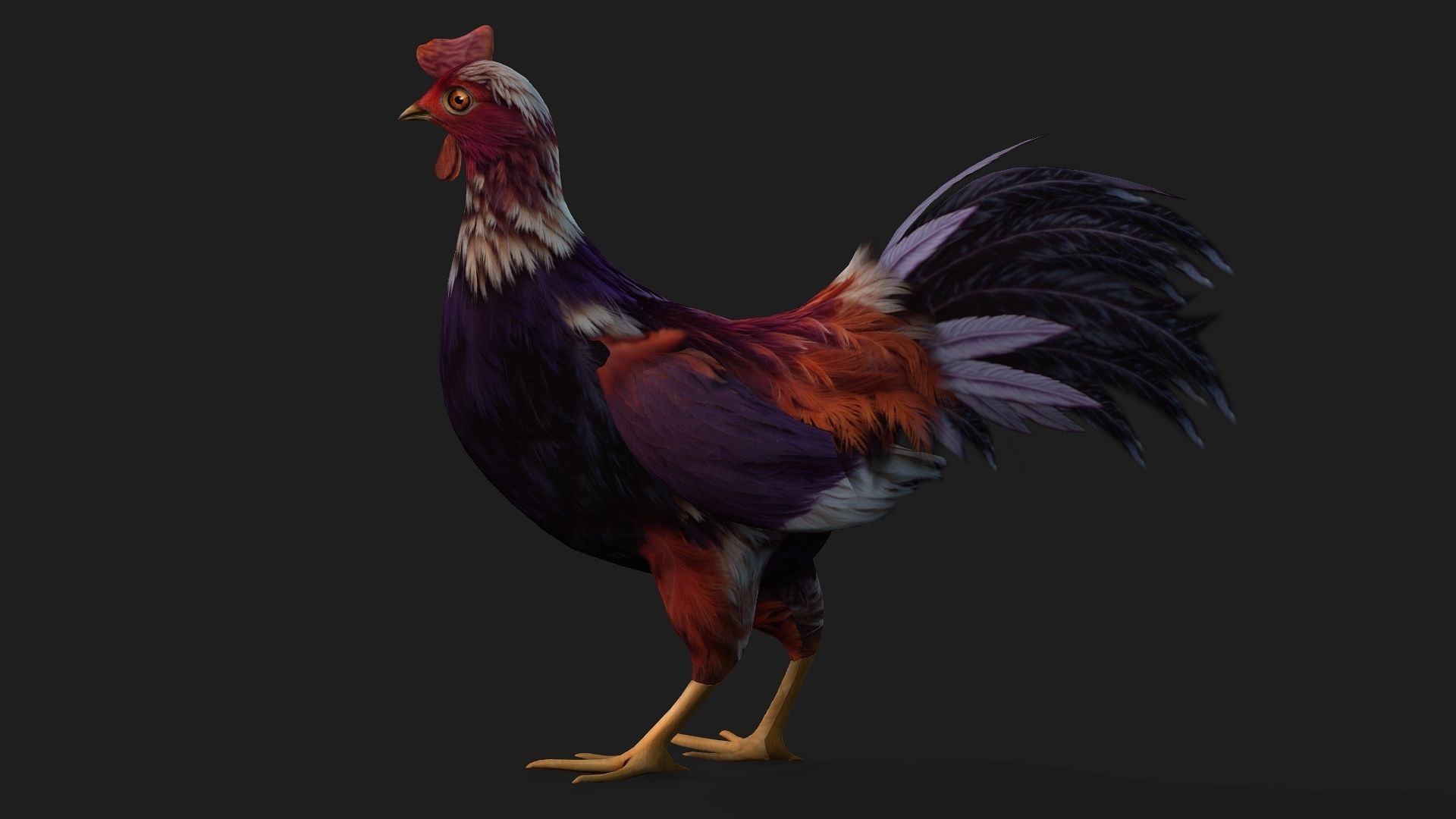 Chicken A6 Low-poly 3D model_3