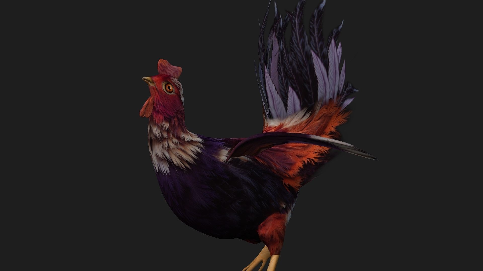 Chicken A6 Low-poly 3D model_14